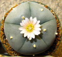 Lophophora Williamsii var. Nuevo Yucatan 4 to 5cm